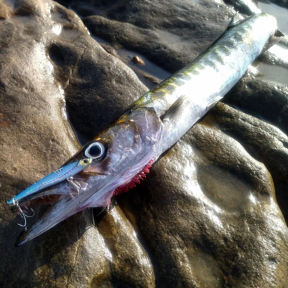GOBAIT VIB الصيد إغراء 20 جرام - مراجعة Fishing Lure Blade Bait وسعره